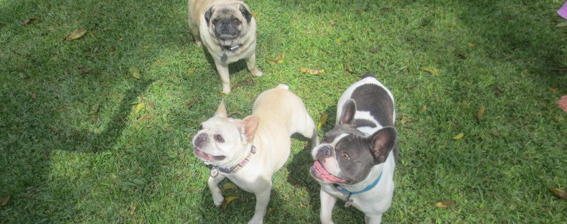 Our dogs