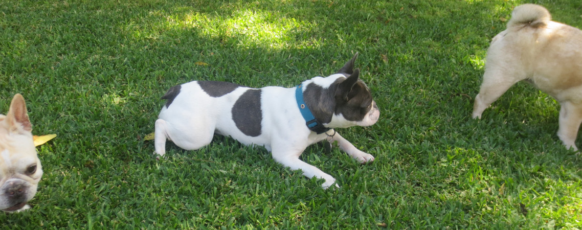 Luna - our blue pied French Bulldog
