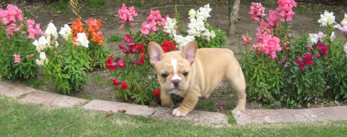 Puppy from Lucca's previous litters