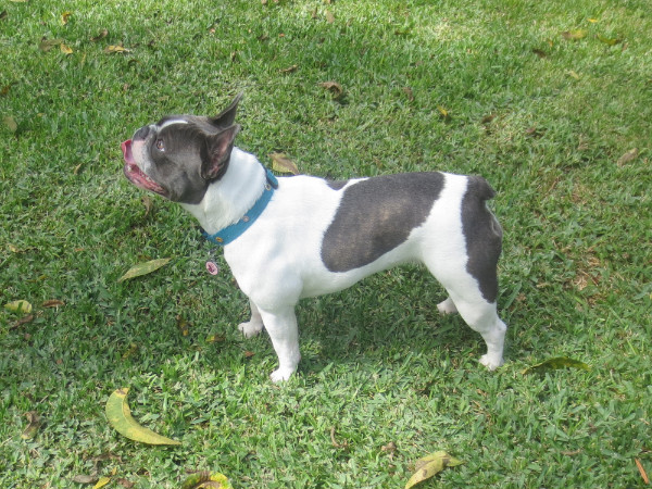 French Bulldog Breed