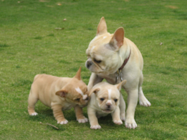 Care and Training