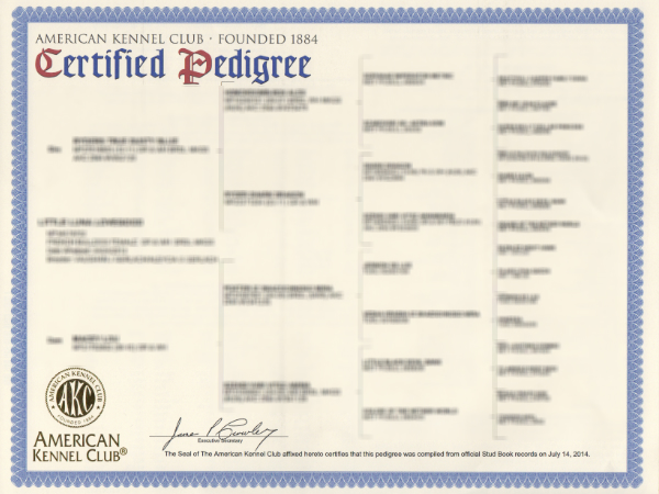 AKC Certified