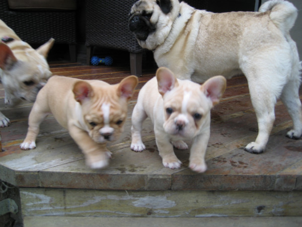 Happy Puppies