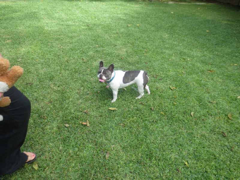 french bulldog breeder