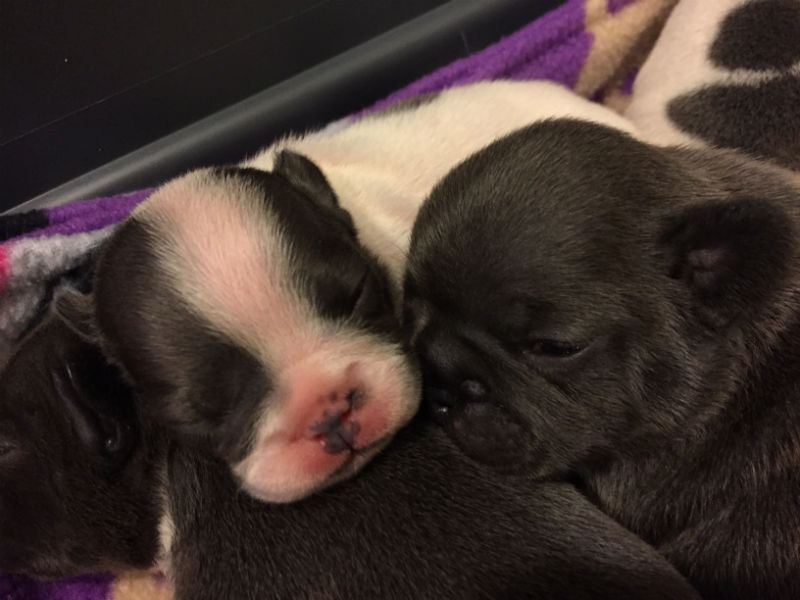blue french bulldog