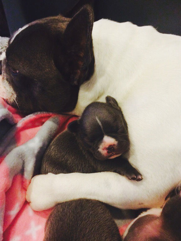 blue french bulldog