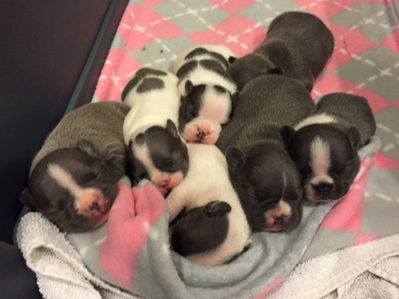 gray french bulldog