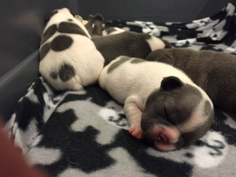 gray french bulldog