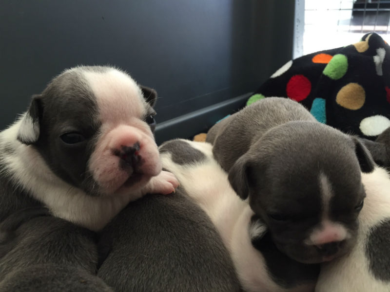 gray french bulldog