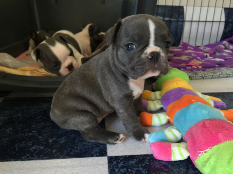 gray french bulldog
