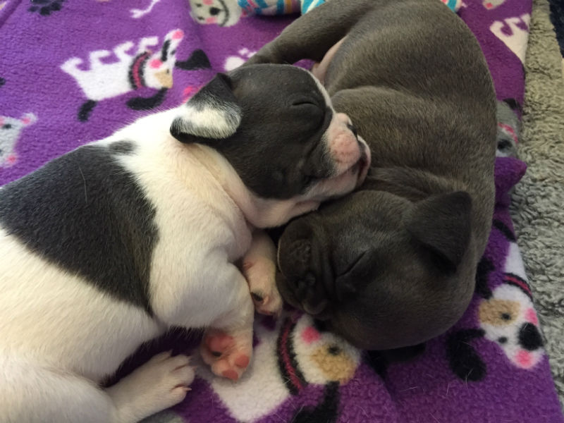 blue french bulldog