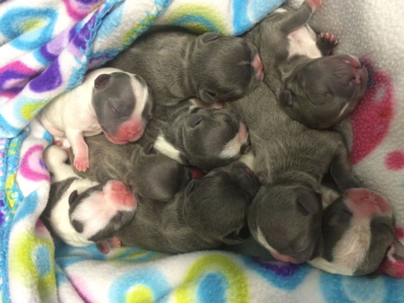 blue french bulldog