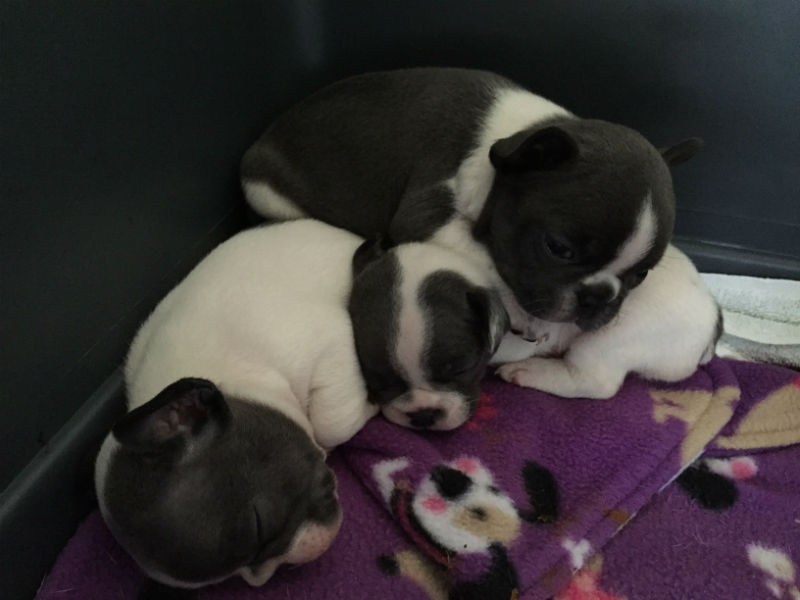 blue french bulldog