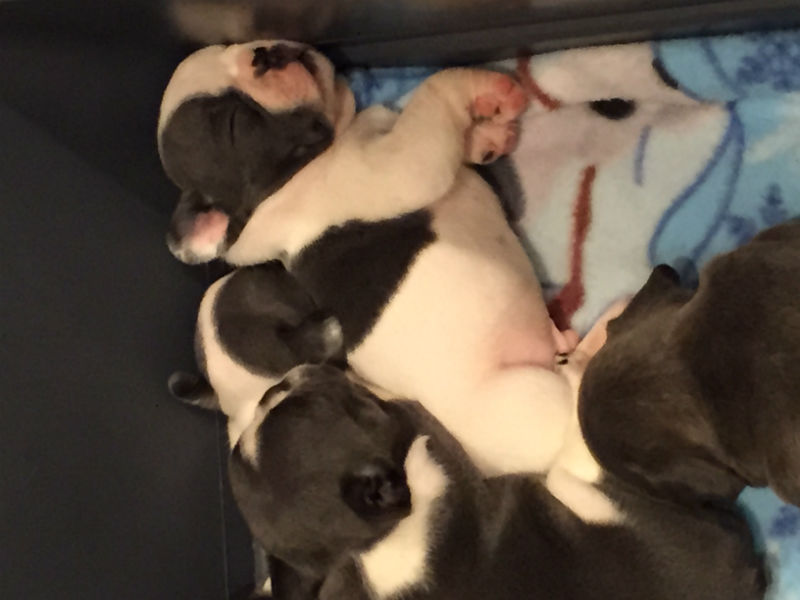 gray french bulldog