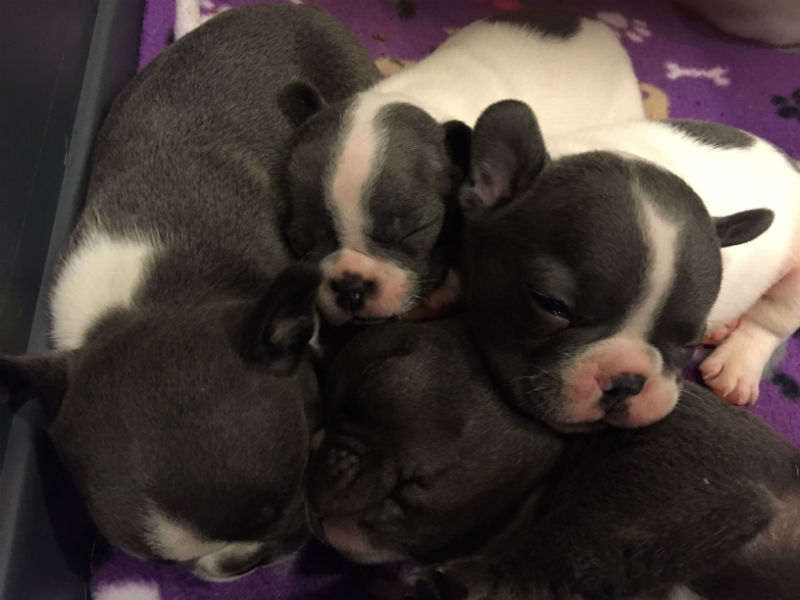 gray french bulldog