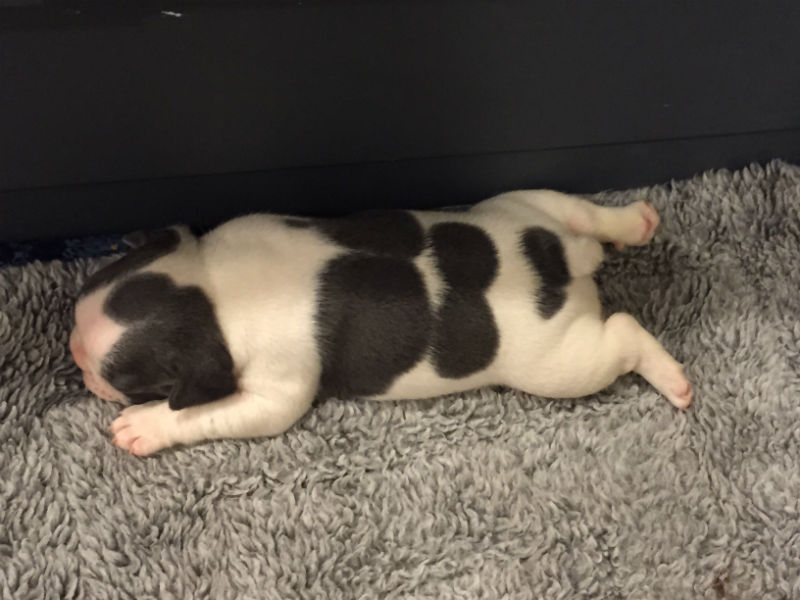 blue french bulldog