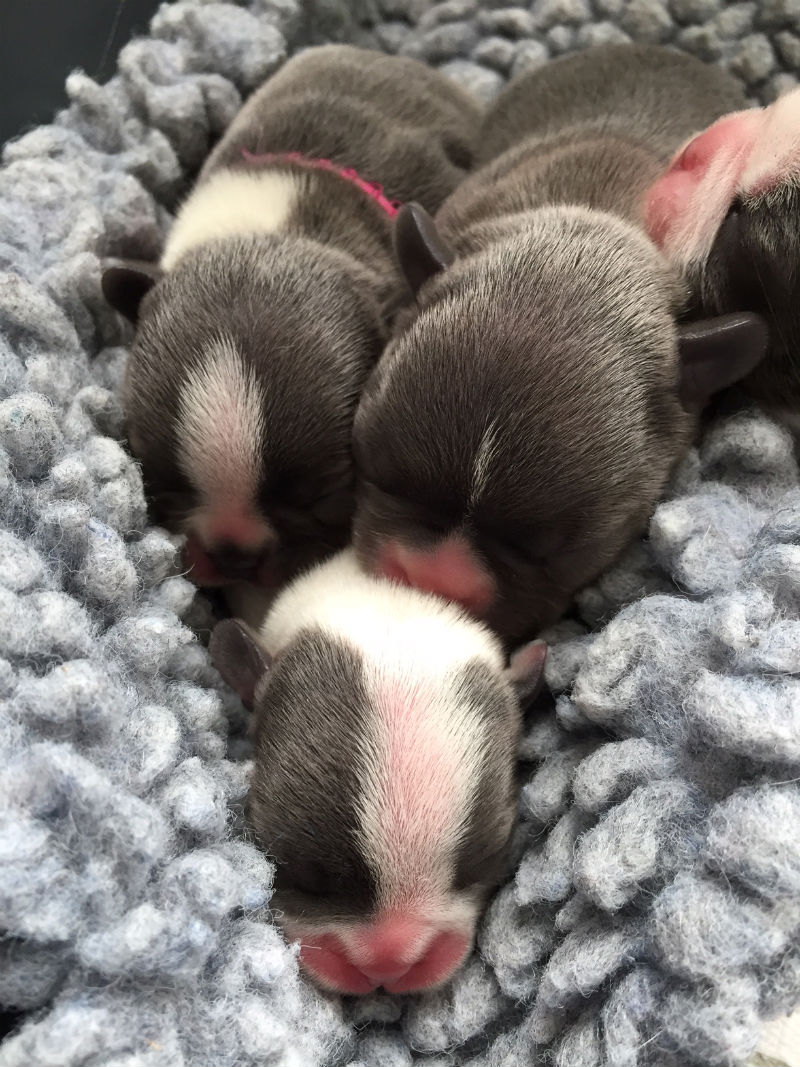 blue french bulldog