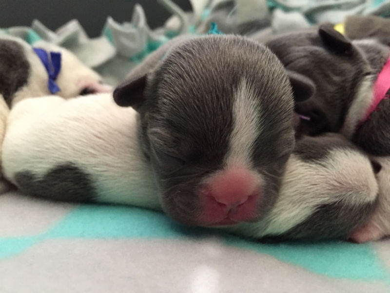 gray french bulldog