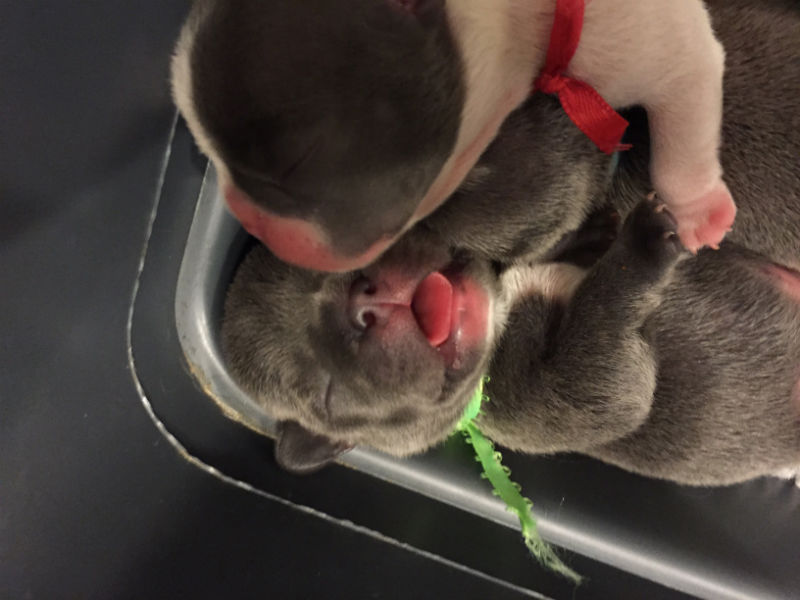 blue french bulldog