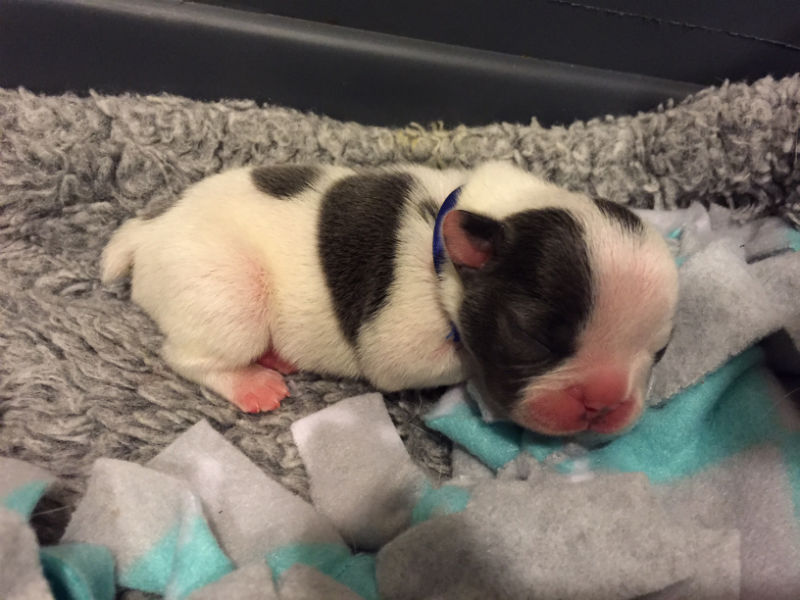 blue french bulldog