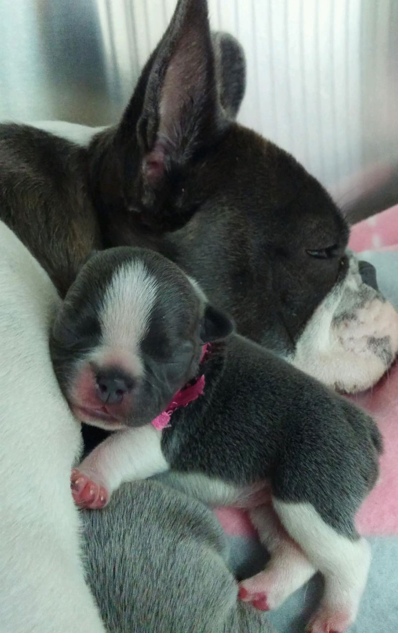 gray french bulldog