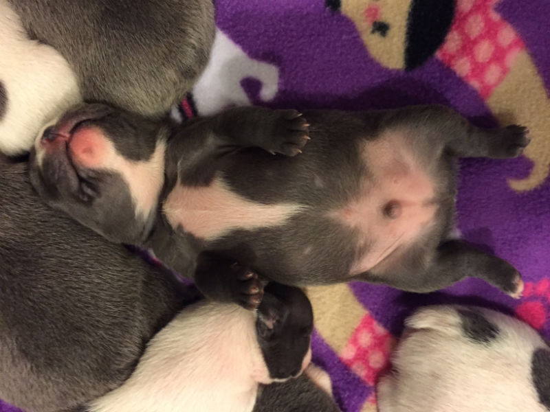 gray french bulldog