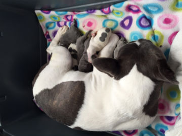 Luna's 2014 Litter